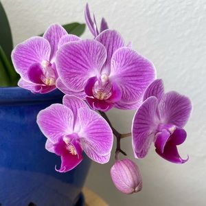 Meet your Posher, Lina